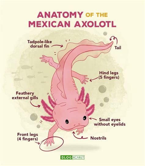 AXOLOTL: MYTHICAL MEXICAN AMPHIBIAN - Xcaret Blog - Read about travel tips, gastronomy, nature ...