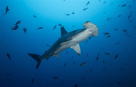 Shark Finning Primer With A Lifelong Activist-Conservationist - Mission Blue | Shark activities ...