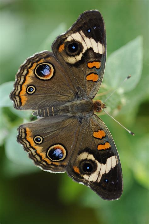 Pin by Jeff Welch on My Fine Art Photos | Buckeye butterfly, Beautiful butterfly photography ...