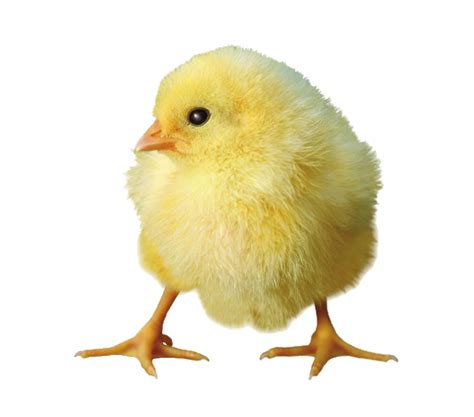 Chicks PNG Transparent Images | PNG All