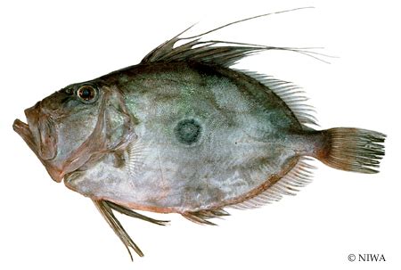 John Dory | Fish Species of New Zealand