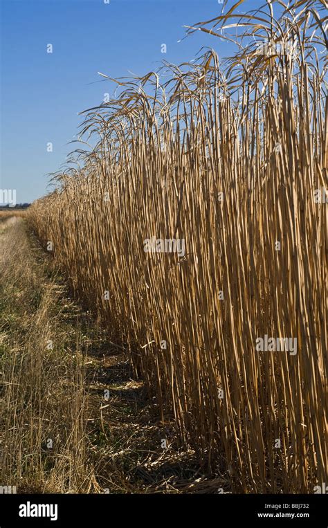 dh Miscanthus BIOMASS UK Britain Elephant grass crop field renewable ...