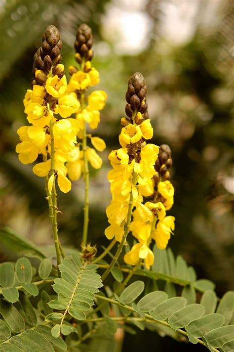 17 Beautiful Cassia Tree Varieties - ProGardenTips