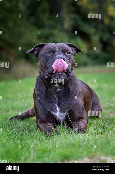 Dark brindle staffordshire bull terrier hi-res stock photography and ...