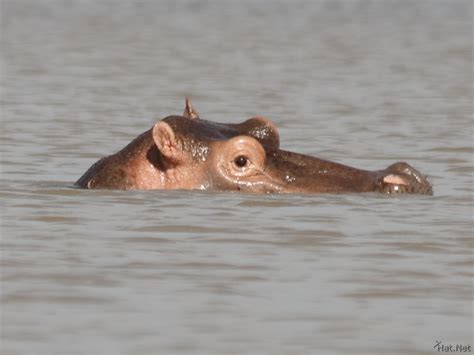 hippo of lake victoria, hippos of kenya : Story of Africa