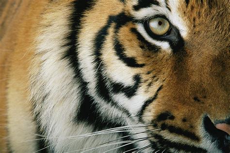 Close Up Of A Captive Tigers Face Photograph by Michael Nichols