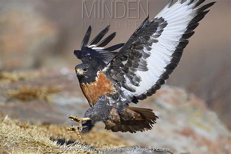 Augur Buzzard stock photo - Minden Pictures