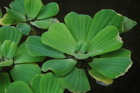 Pistia stratiotes (Araceae) image 32089 at PhytoImages.siu.edu