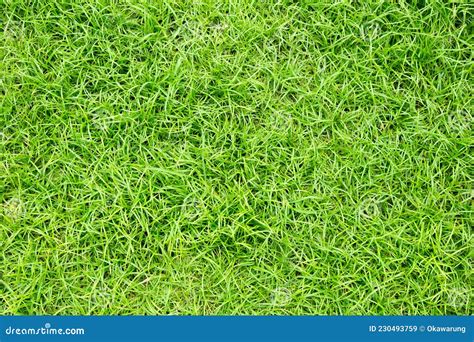 Green Grass Floor Texture Ideal for Use in the Design Backgroung Stock ...