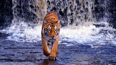 Bengal Tiger HD Wallpapers and Backgrounds