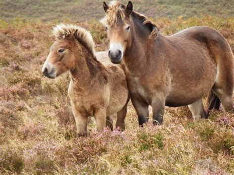 Photo taken by Experience Exmoor on one of their Exmoor Safaris Rare Horses, Wild Horses ...