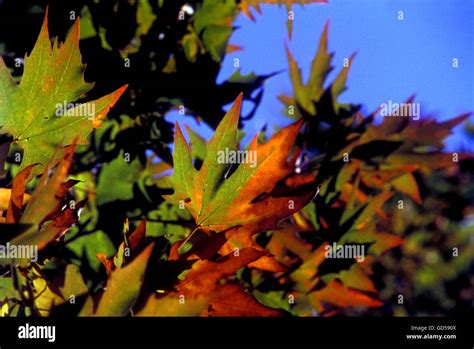 Chinar leaves Stock Photo - Alamy