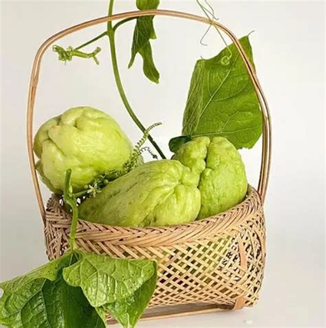 Thai Chayote Seed,Rare Seeds of Planting,High Germination,Easy to grow | Lazada PH