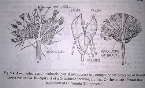 Indefinite or Racemose Inflorescence and its types- digieduco