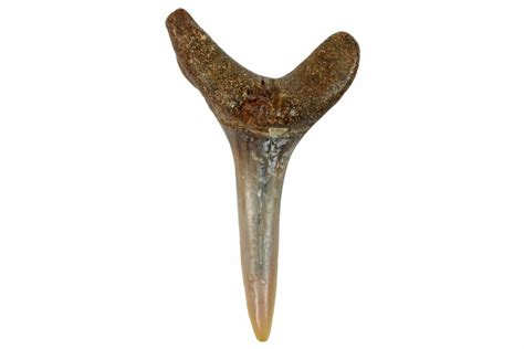 1.00" Fossil Sand Tiger Shark Tooth (Carcharias) - Angola (#259465) For Sale - FossilEra.com