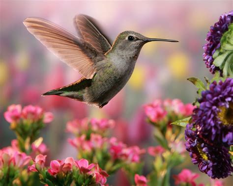 Hummingbird in colorful garden - Hummingbird hovering among beautiful ...