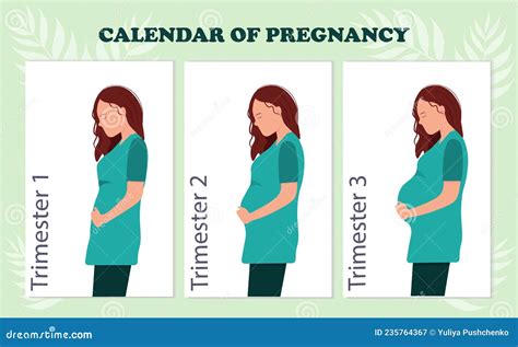 The Calendar of Pregnancy Trimesters with Pregnant Woman, Healthy Pregnancy Concept Stock Vector ...