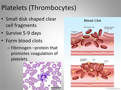 PPT - Blood Function PowerPoint Presentation, free download - ID:2960720