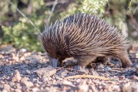 Eyeing echidnas: Study models echidna forelimbs to help shed new light ...