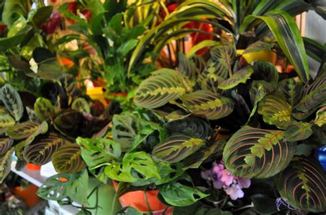 Cool Plants for Your Home! | Moving Happiness Home