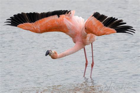 Greater Flamingo With Wings Spread in the Galapagos Islands - Shetzers Photography