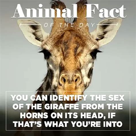 Animal Facts Of The Day With A Funny Twist