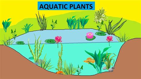 Keyword for Types Of Aquatic Plants Ppt