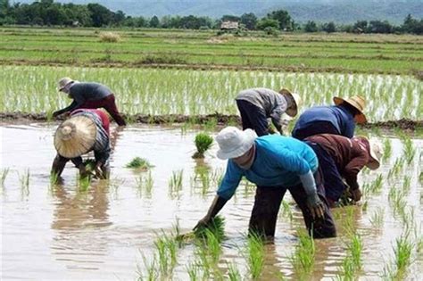 Lupa sa Mindanao na ‘di apektado ng bagyo, tatamnan ng palay - DA ...