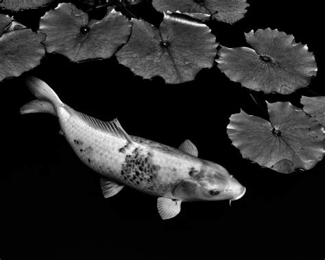 Koi, Koi Fish, Koi Fish Print, Koi Fish Art, Black and White, Black and White Art, Koi Art, Fish ...