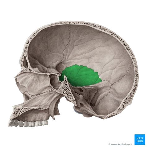 Squamous part of temporal bone (Pars squamosa ossis temporalis) | Bones, Anatomy of the neck ...