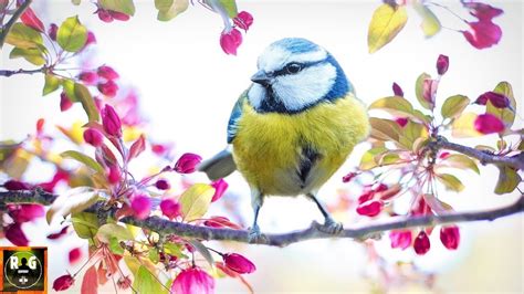 Relaxing Music and Nature Sounds | Soothing Piano Music with Birds ...