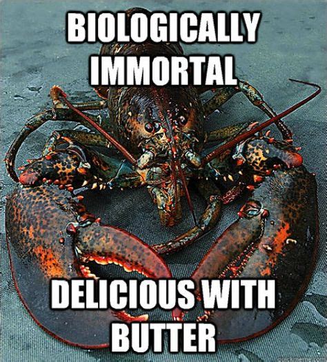 Don’t Listen to the Buzz: Lobsters Aren’t Actually Immortal | Ocean ...