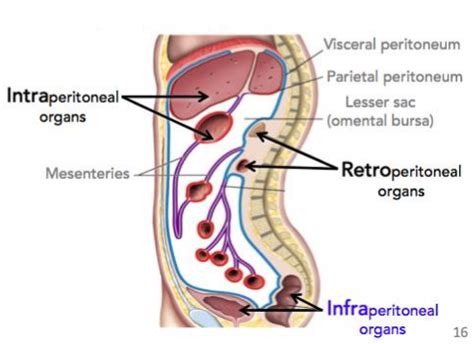 Intraperitoneal structures: An intraperitoneal organ is defined as being almost entirel ...