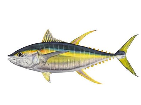 Thunnus albacares (Bonnaterre, 1788)