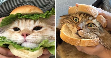 This Account Shares Pics Of Cats In Burger Form And It's Well Done (15 Pics)