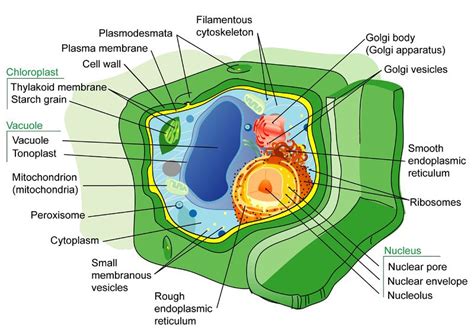 Plant Cell Structures ( Read ) | Biology | CK-12 Foundation