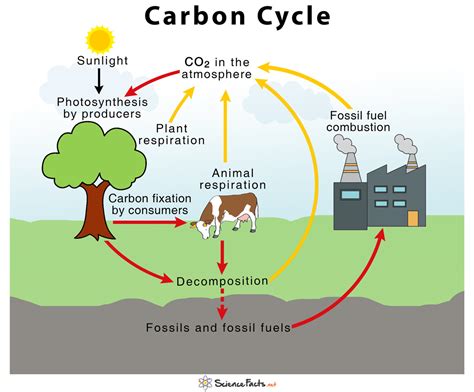 Carbon Cycle – Definition, Human Impacts, Importance & Diagram