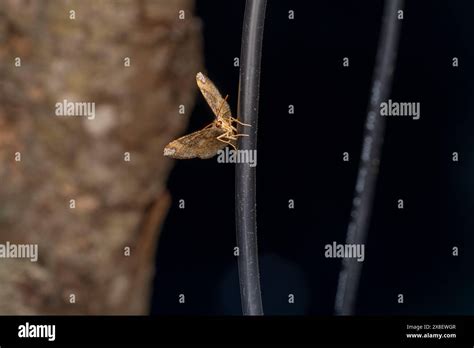 Macaria liturata Family Geometridae Genus Macaria Tawny-barred Angle moth wild nature insect ...