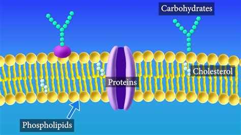 Cell Membrane Diagram Labeled