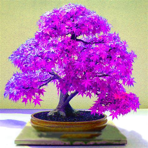 30pcs "Purple Maple Ghost" Bonsai Seeds Home Garden Plants seeds ...