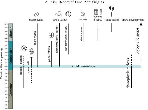 Plant Evolution Timeline