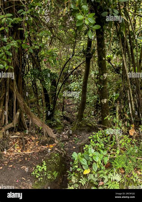 The beautiful Costa Rica Rainforest, waterfalls and blue river in the middle of the jungle Stock ...