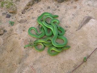 Smooth green snakes | Liochlorophis vernalis. We used to fin… | Flickr