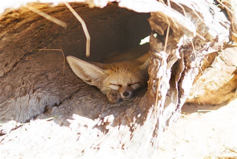 Sleepy fennec fox | VirtualWolf | Flickr