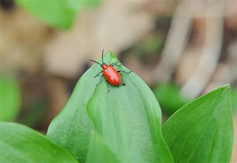 fighting lily leaf beetles organically - A Way To Garden