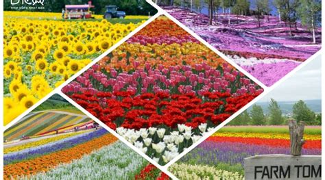 5 BEAUTIFUL FLOWER FIELD IN HOKKAIDO | Đơn Vị Tổ Chức Sự Kiện Chuyên Nghiệp Tại Nhật Bản