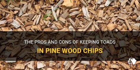 The Pros And Cons Of Keeping Toads In Pine Wood Chips | PetShun