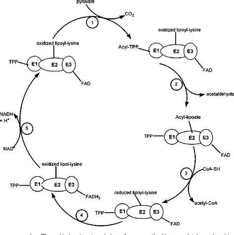 Figure 2 from Mitochondrial function and toxicity: role of the B ...