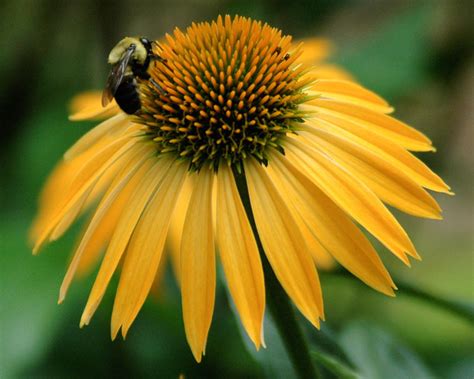 Echinacea 'Harvest Moon' (Coneflower)