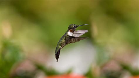 Hummingbird Wallpaper Backgrounds - Wallpaper Cave